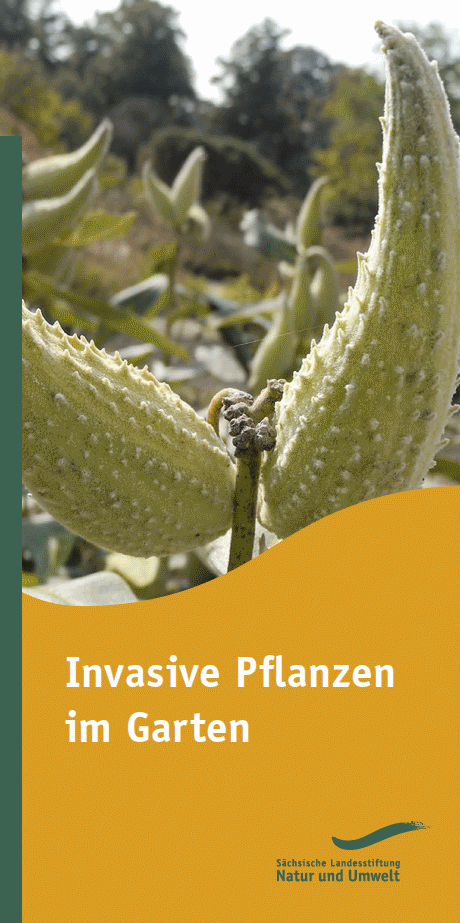 Invasive Pflanzen im Garten