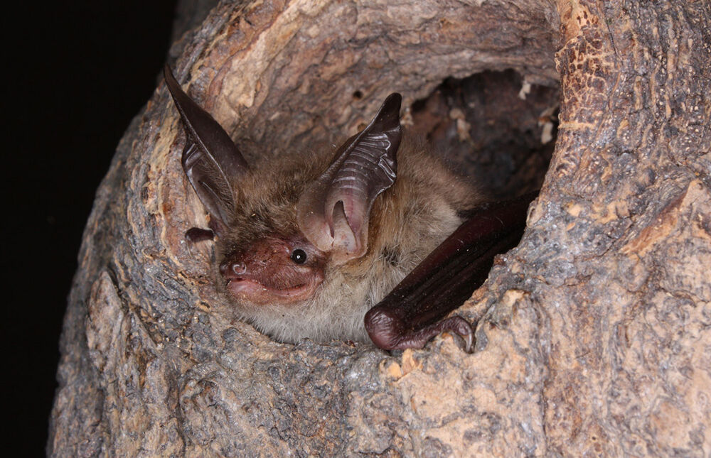 Eine Fledermaus schaut aus einem Astloch heraus.