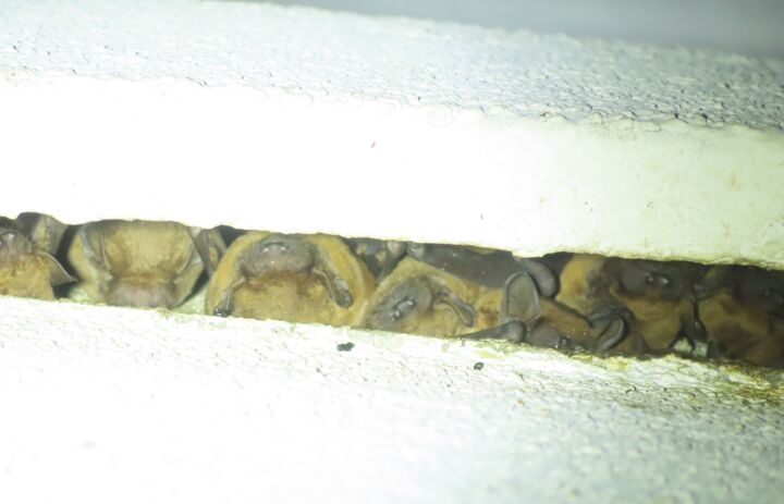 Link: Vorstellung des Sanierungsleitfadens zum Schutz gebäudebewohnender Fledermäuse und Vögel