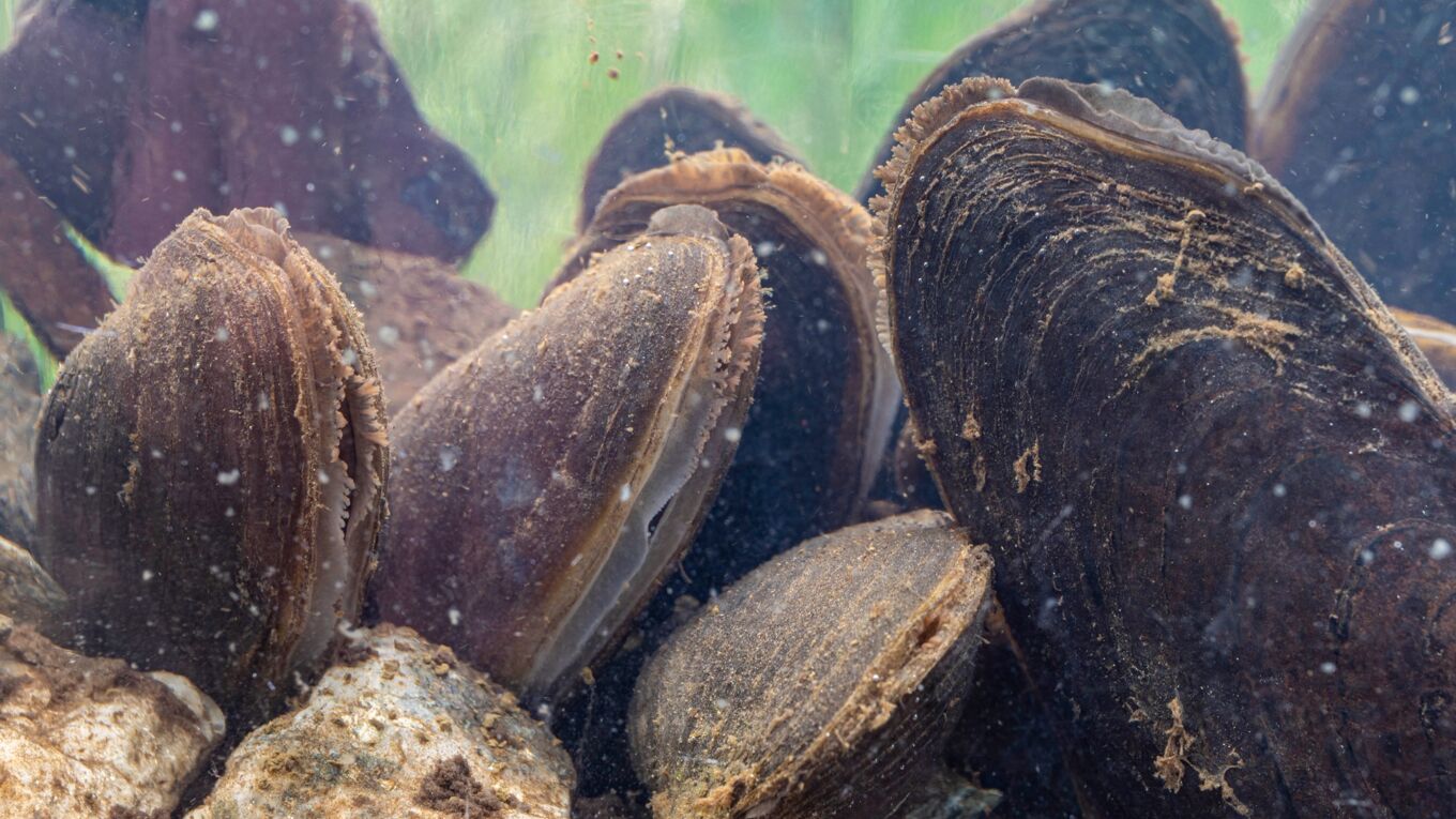 Flussperlmuscheln unter Wasser