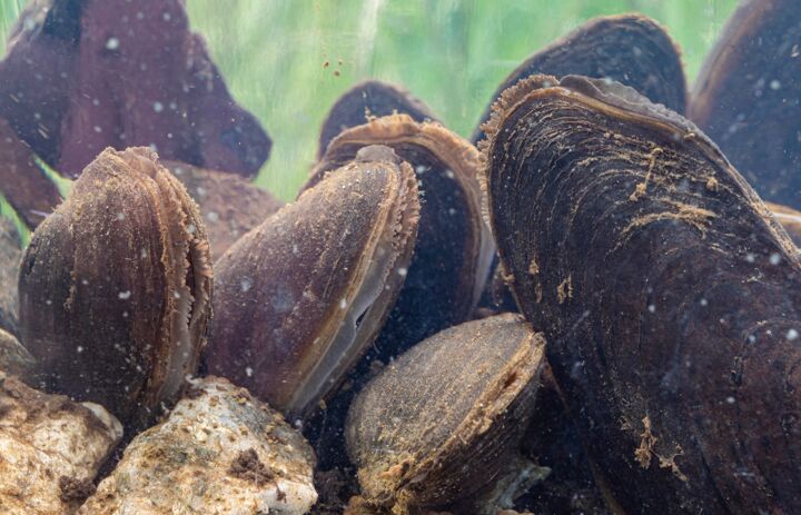 Flussperlmuscheln unter Wasser - Link: Herzlich willkommen in der Kinderstube der sächsischen Flussperlmuscheln 