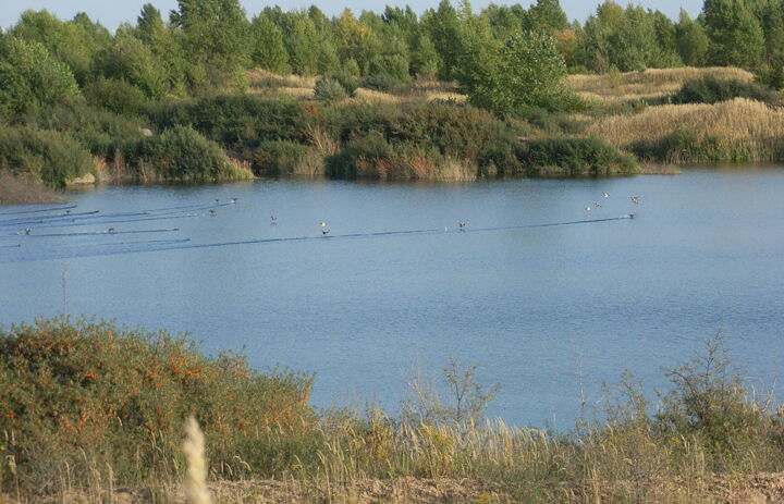 Wasservögel auf dem Tagebaurestsee Grabschütz