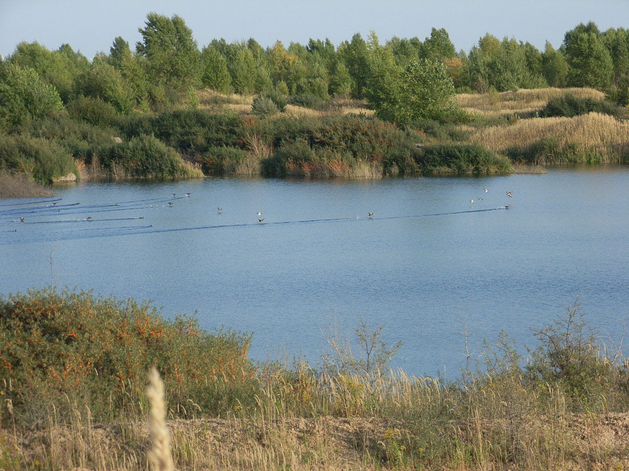 Wasservögel auf dem Tagebaurestsee Grabschütz
