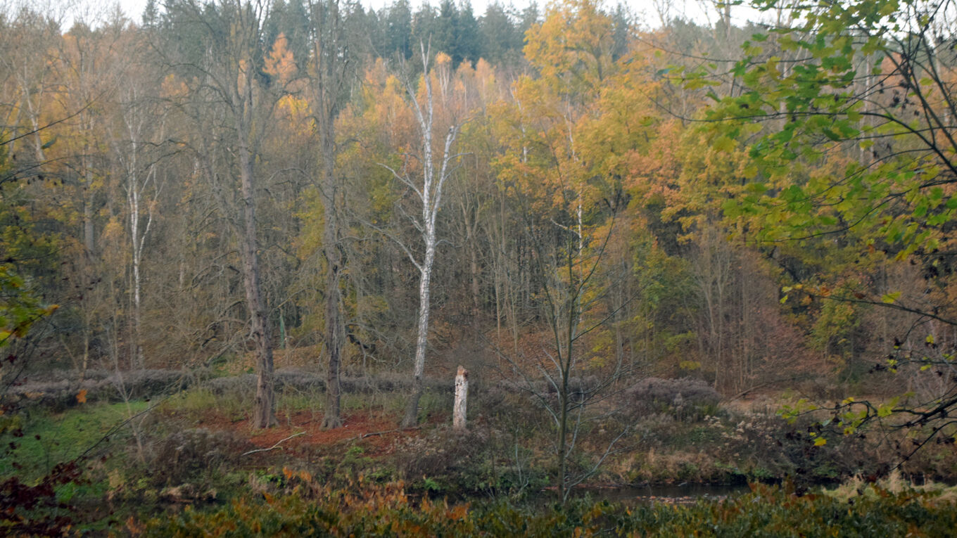 Blick auf einen Mischwald im Herbst