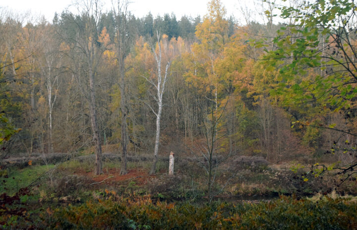 Blick auf einen Mischwald im Herbst - Link: Sind unsere sächsischen Wälder auf den Klimawandel vorbereitet?