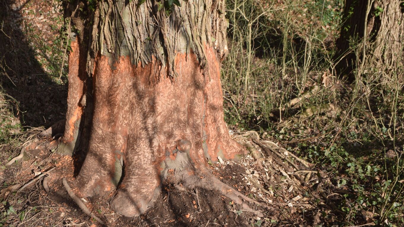 Baum mit abgenagter Rinde