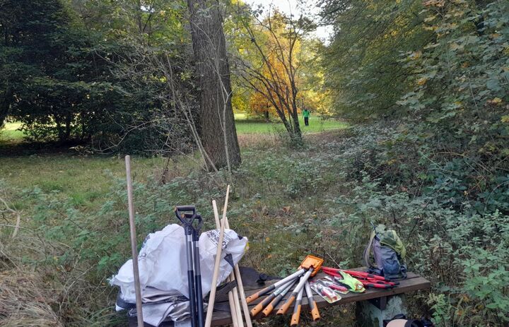 Ehemalige Sichtachse an der Südwestseite der Schlosswiese. In der Mitte noch abgestorbene Bäume, rechts dichter Brombeer- und Brennnessel-Unterwuchs.