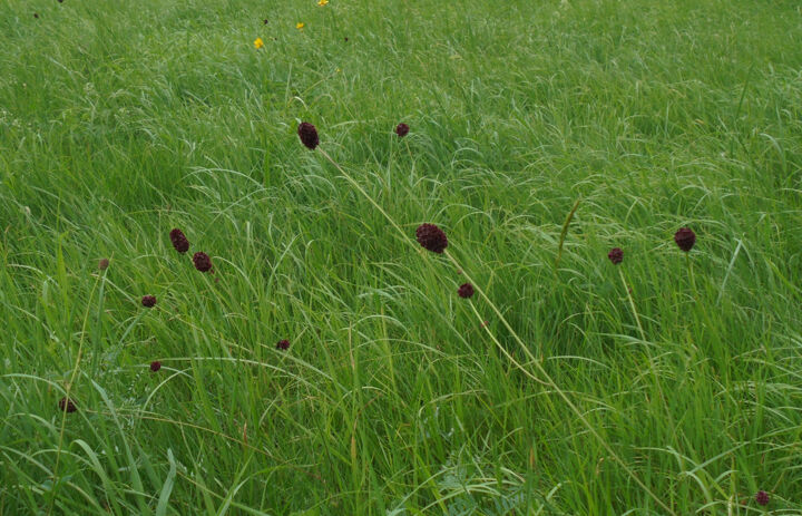 Großer Wiesenknopf auf der Streuobstwiese Köhra.