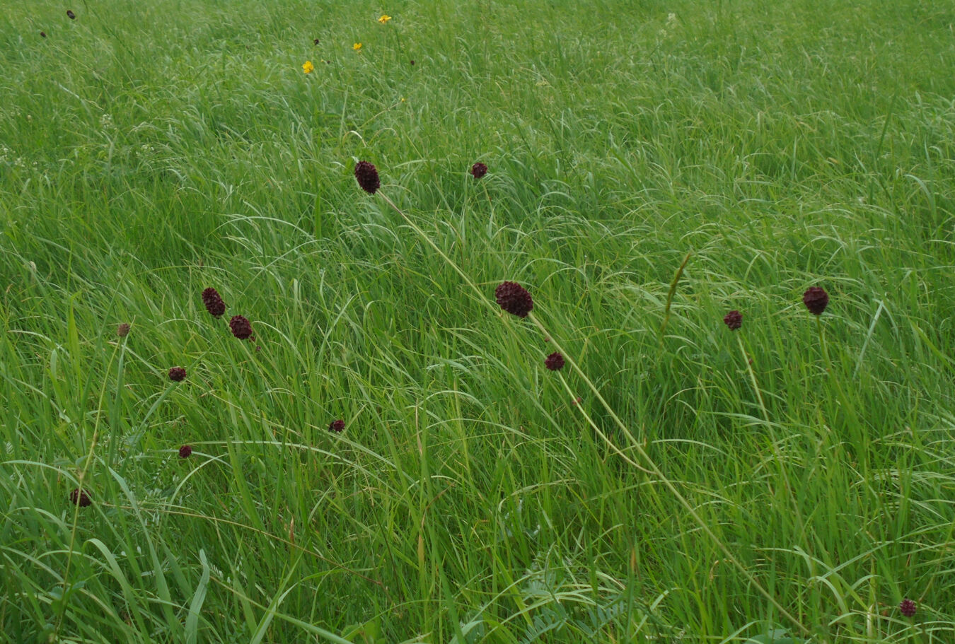Grosser Wiesenknopf in Koehra