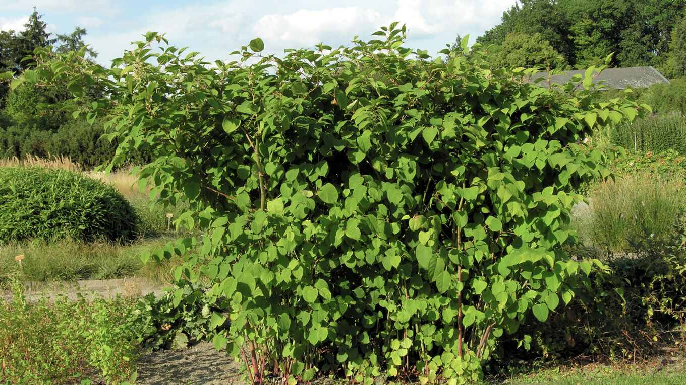 Blick auf den Japanischen Staudenknöterich, Foto von wikimedia/org - Andrea Moro
