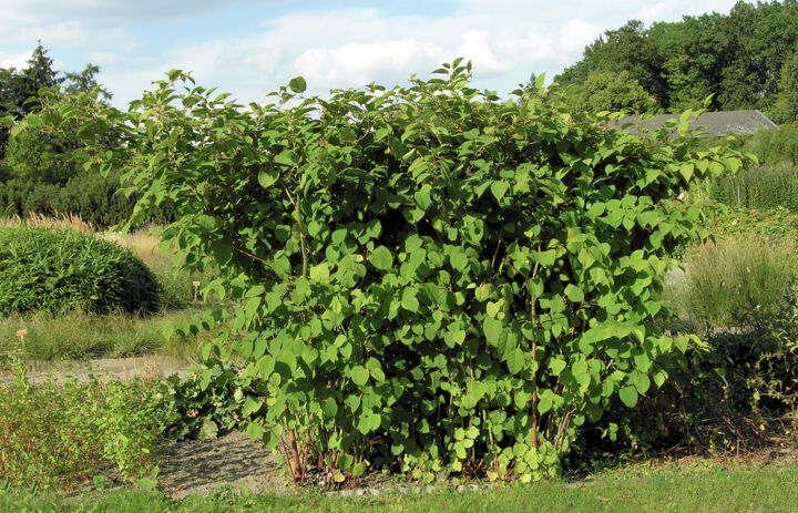 Blick auf den Japanischen Staudenknöterich, Foto von wikimedia/org - Andrea Moro - Link: Ehrenamtliche rücken dem Staudenknöterich im Schlosspark zu Leibe 