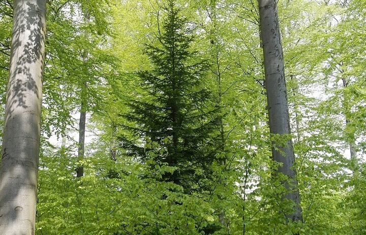 Link: Naturschutzgebiete in Sachsen - Tafelsilber der Natur: NSG Rungstock