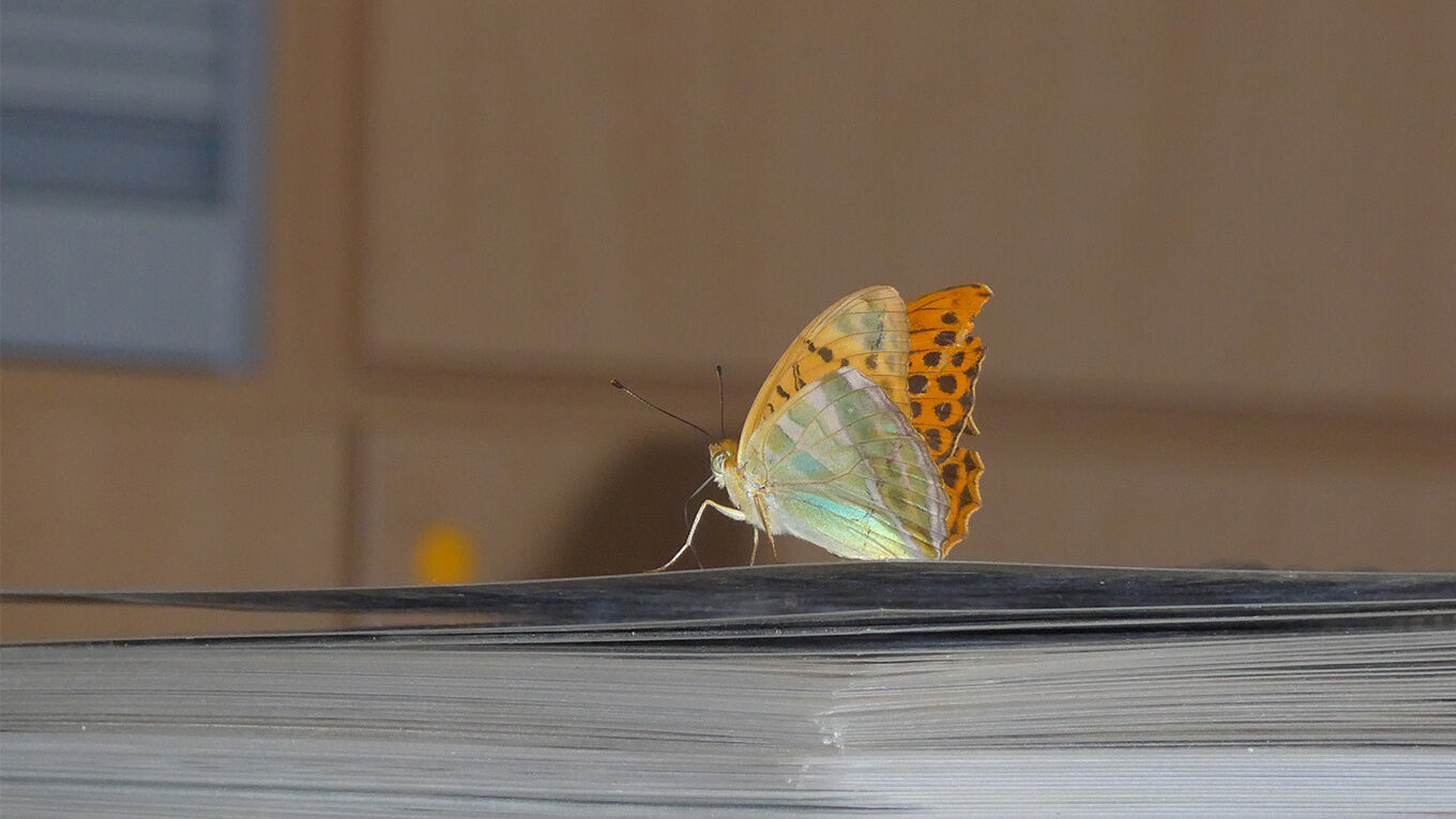 Ein Schmetterling sitzt auf einem Stapel Papiere.