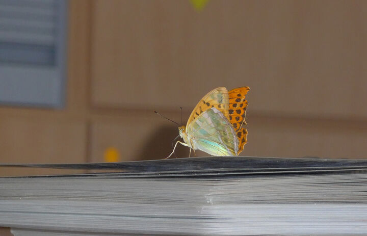 Ein Schmetterling sitzt auf einem Stapel Papiere. - Link: Materialien und Downloads