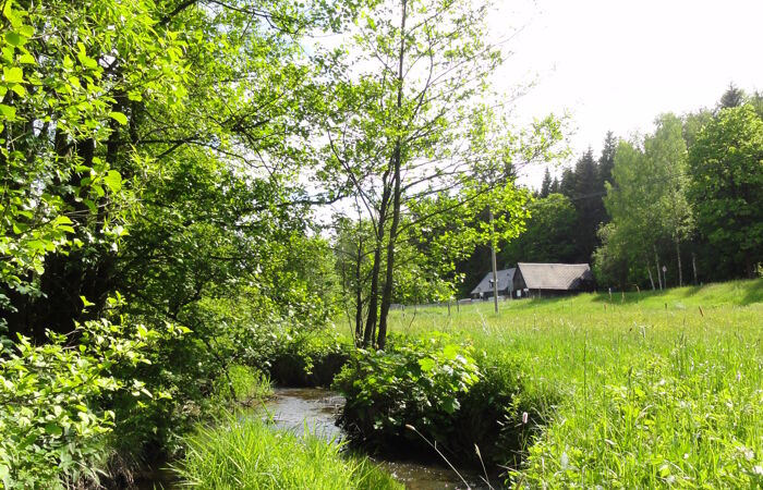 Eine Feuchtwiese mit Bach. Im Hintergrund Wald und Gebäude.