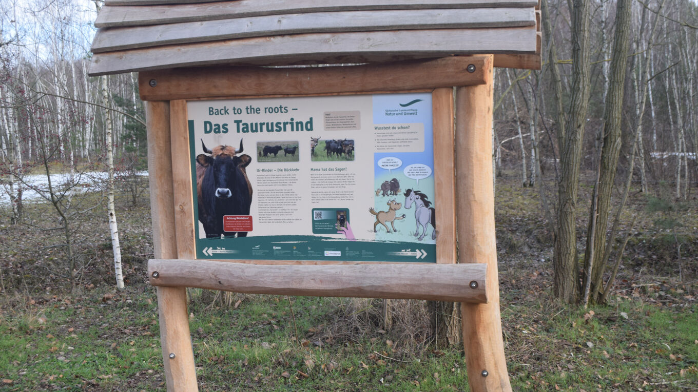 Infotafel aus Robienholz am Bockwitzer See