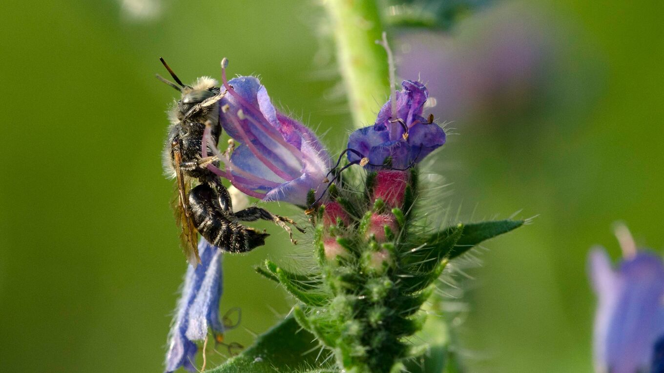 Biene an eine Blüte