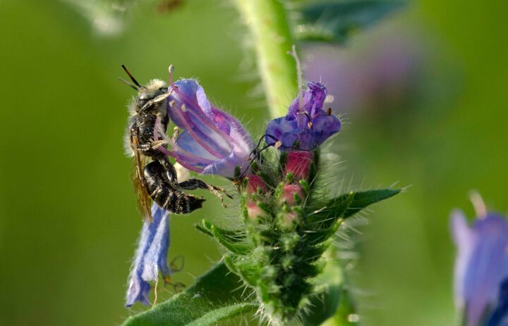 Biene an eine Blüte