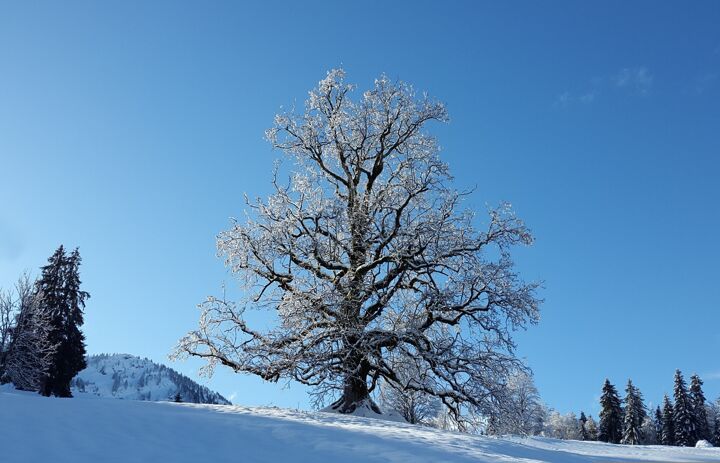 Link: BFD-Seminar "Bäume im Winter"