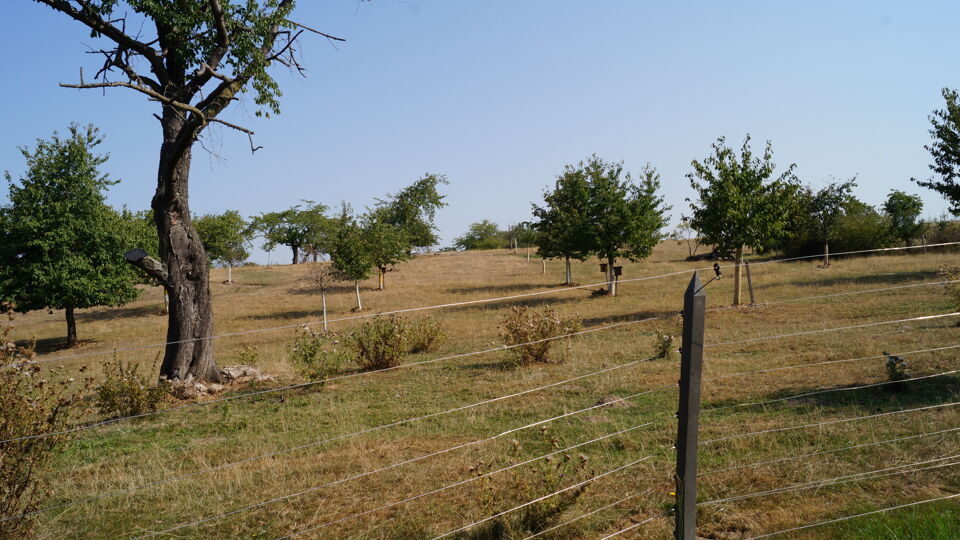 Foto der Streuobstwiese mit Weidezaun im Vordergrund.