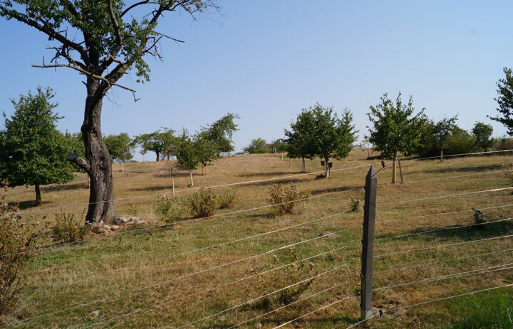 Foto der Streuobstwiese mit Weidezaun im Vordergrund.