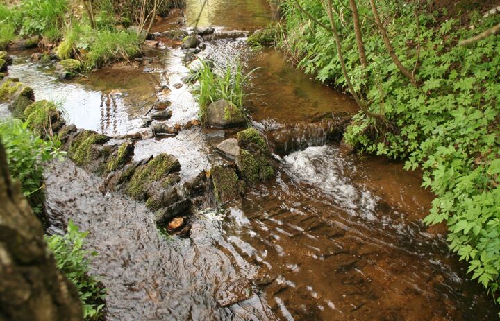 Im Haarbach finden sich noch geeignete Lebensbedingungen.- Hier lebt die Bachforelle.e - Link: Klimawandel bei uns angekommen:  Der Bachforelle fehlt jetzt Sauerstoff zum Atmen   