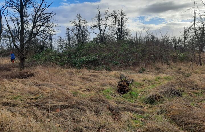 Zugewachsene, verbuschte Fläche.
Fotos: NABU Sachsen