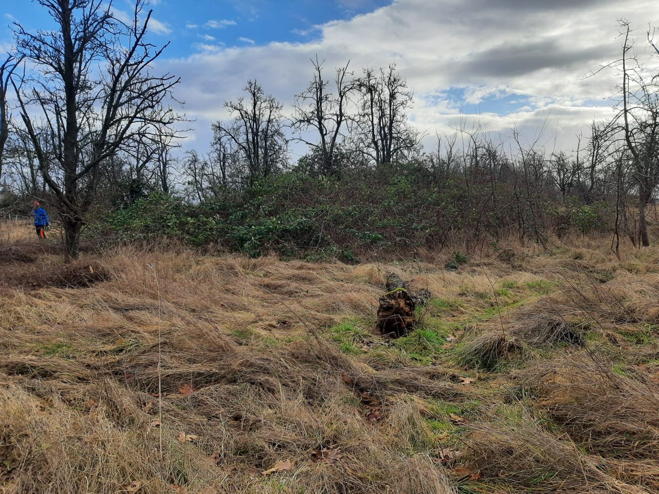 Streuobstwiese des NABU vor dem Einsatz