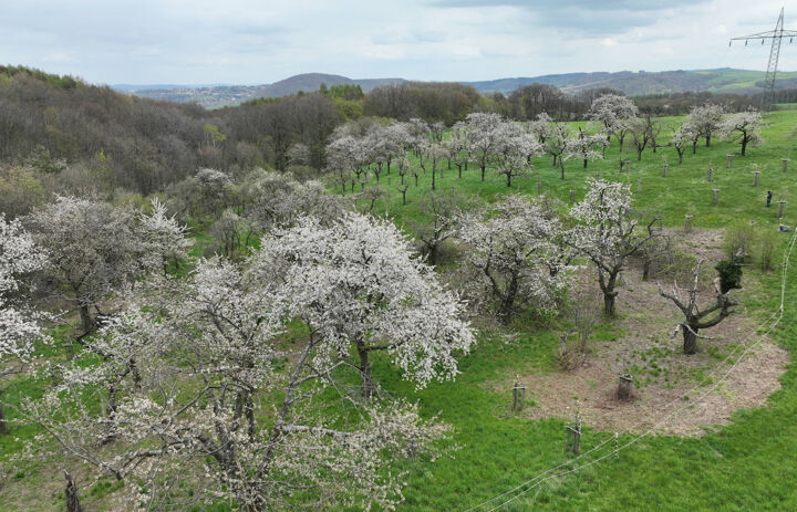 Drohnenaufnahme der Streuobstwiese Weissig