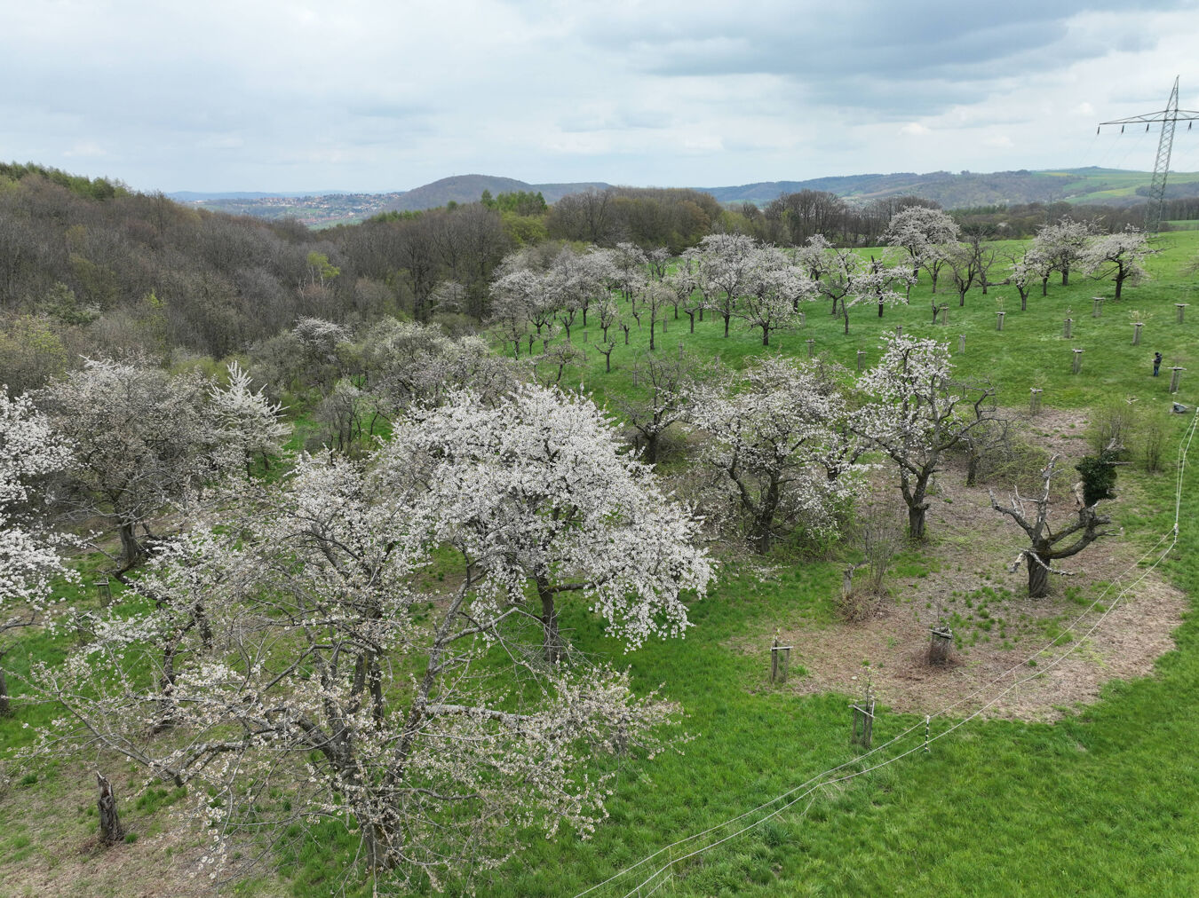 Luftaufnahme der Streuobstwiese Weissig
