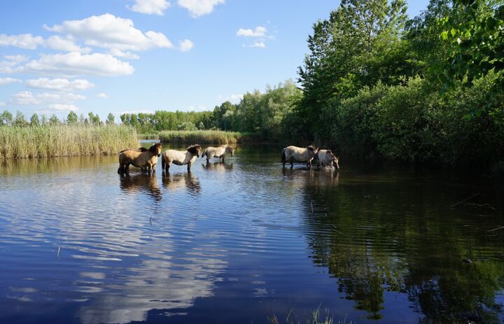 Konik-Pferde in einem Gewässer in der Bergbaufolgelandschaft Deuzten