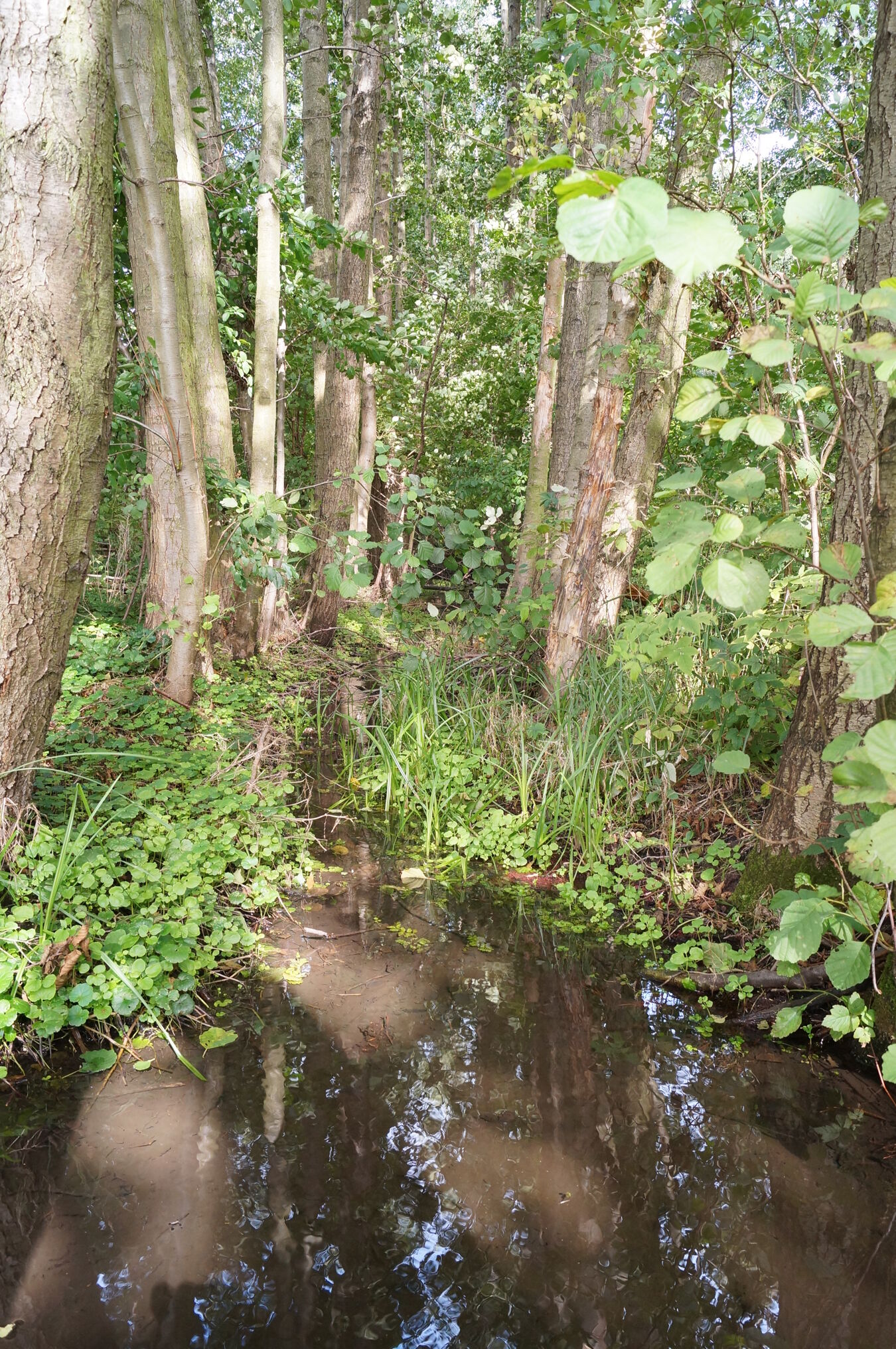Wölkau Fließgraben 2