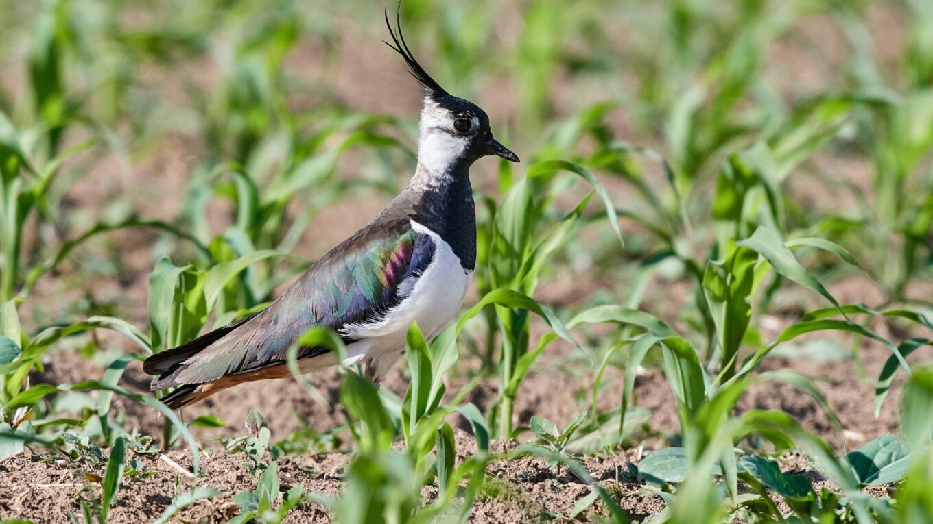 Foto: Vogelschutzwarte Neschwitz