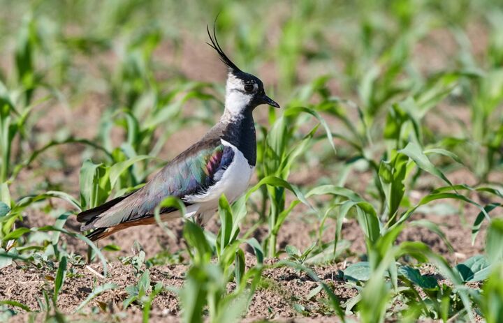 Foto: Vogelschutzwarte Neschwitz - Link: Ist für Rebhuhn und Kiebitz noch Platz in Sachsen?