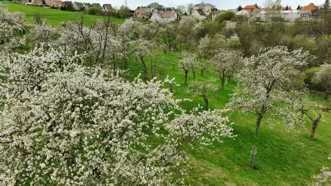 Luftbild der Streuobstwiese in Freital mit Blick auf blühende Obstbäume