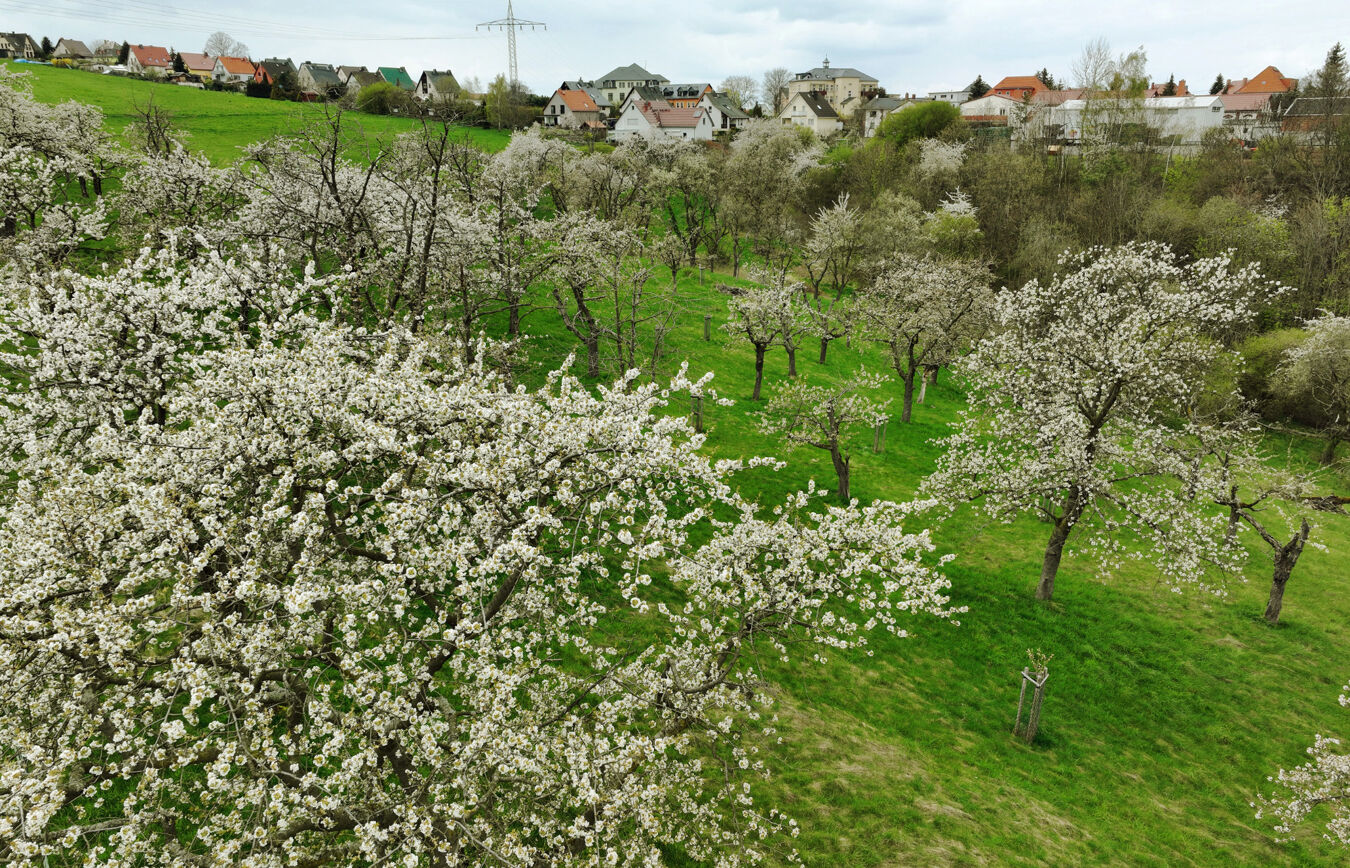 Streuobstwiese in Freital