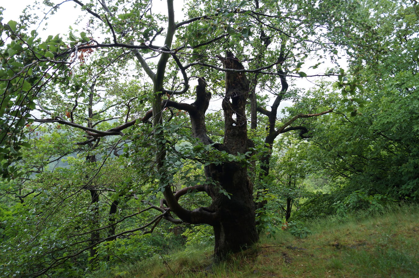 Altbaum auf dem Burgwartsberg Freital