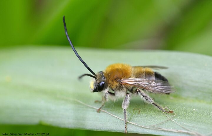 Link: Weltbienentag am 20 Mai 2021 - Wildbienen im ökologischen Weinberg „Burgberg Meißen“