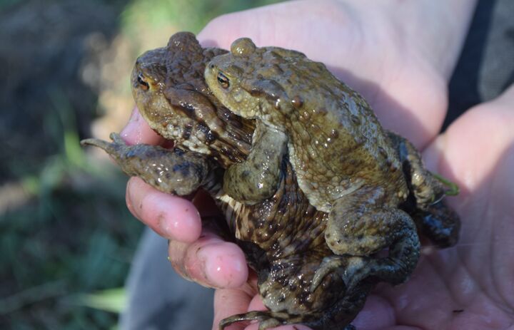 Erdkrötenpärchen bei der Paarung in Doberschütz/Oberlausitz