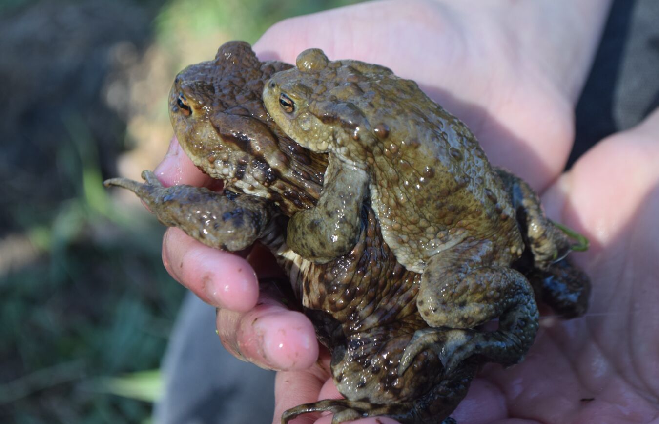 Erdkröten bei der Paarung