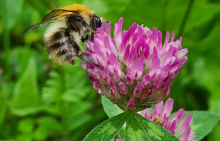 Eine Hummel auf Wiesenklee.
