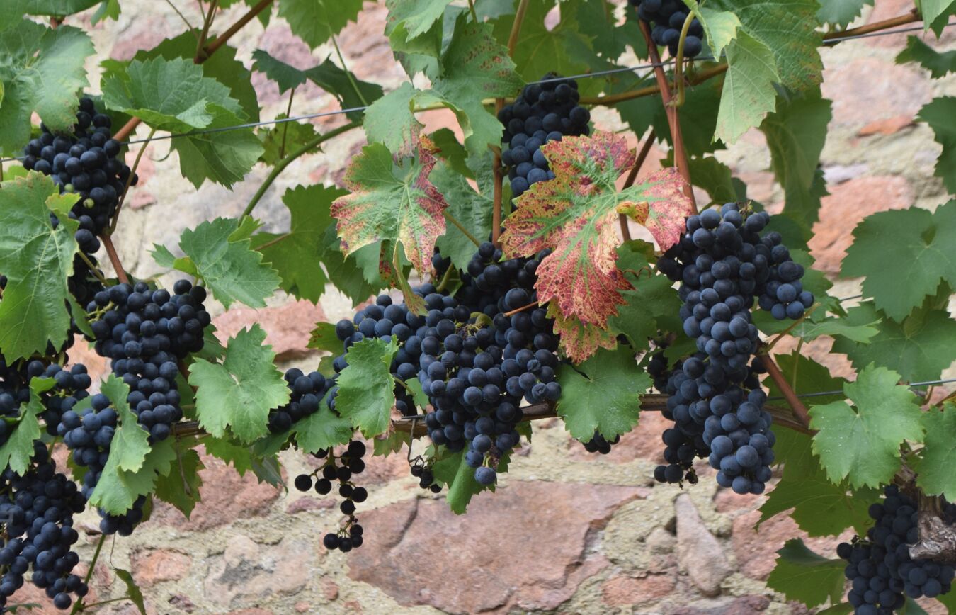 Wein am Weinberg