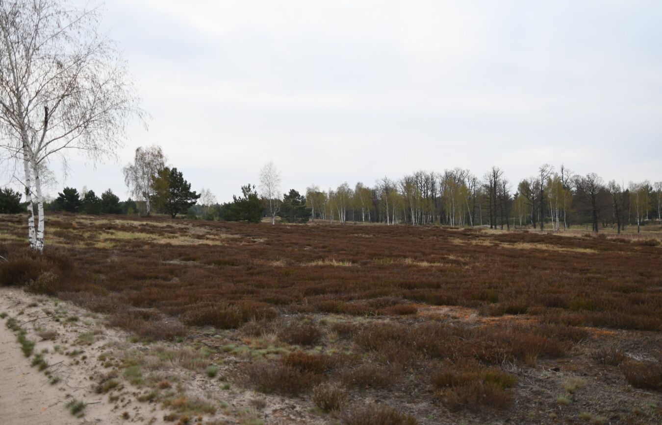 Lebensraum vom Birkhuhn (© Fritz Brozio)