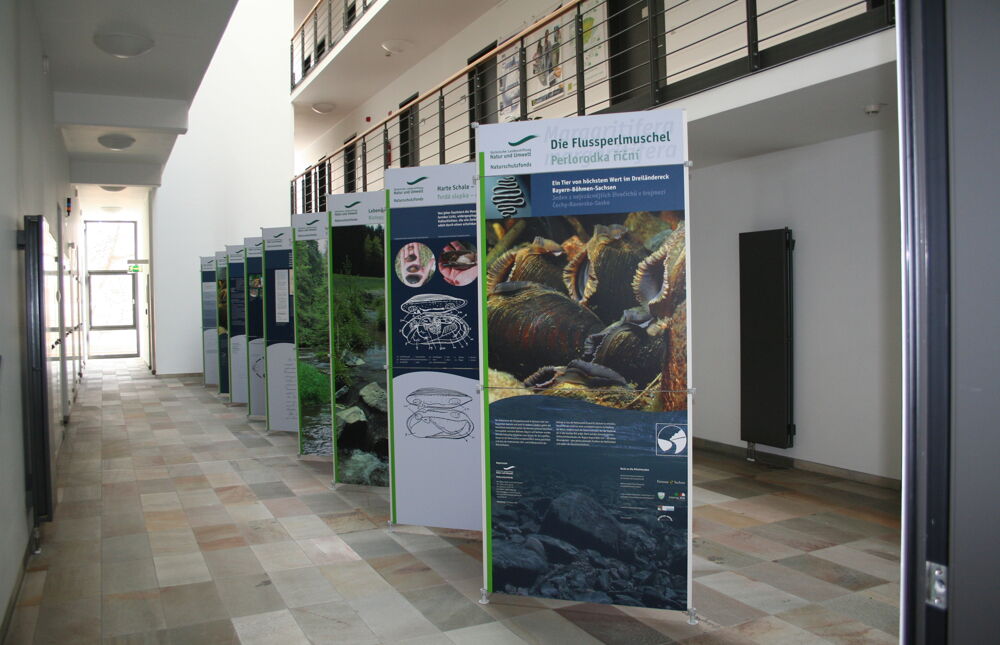 Roll-Ups der Wanderausstellung Flussperlmuschel
