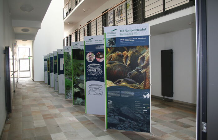 Große Aufsteller mit Informationen zur Flussperlmuschel in einem Korridor.