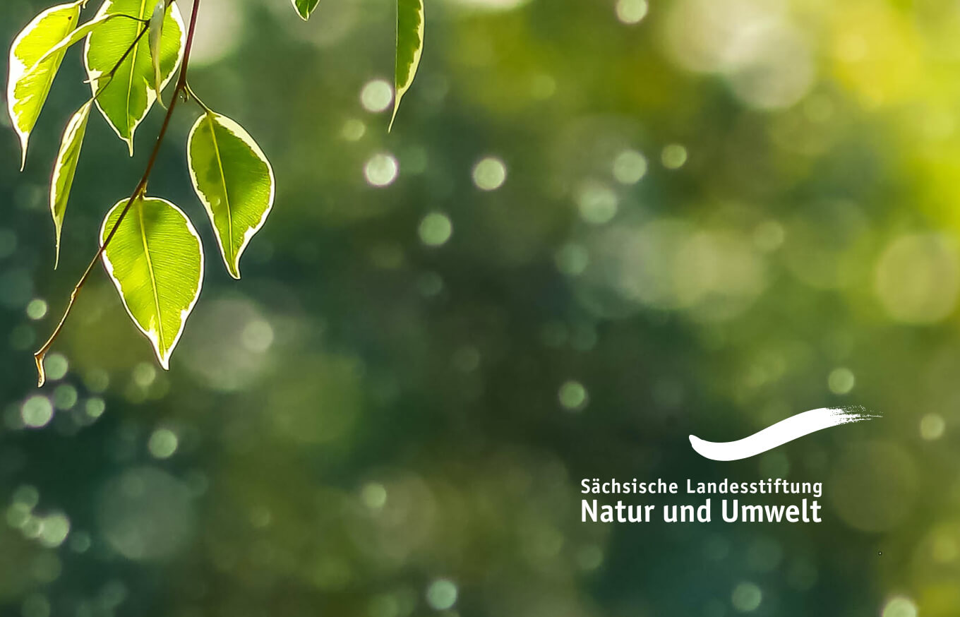 NABU Sachsen und LaNU engagieren sich gemeinsam im Fledermausschutz in Sachsen